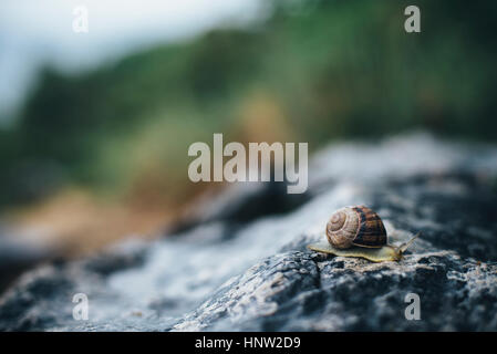Close up of snail on rock