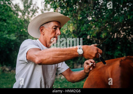 Caucasian farmer injecting cow with vaccine Stock Photo