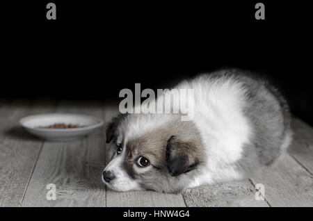 Small puppy lies next to the plate of food. Stock Photo