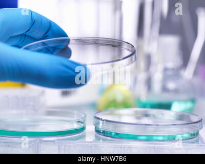 Scientist lifting lid of petri dish to inspect growth of specimen during experiment in laboratory Stock Photo