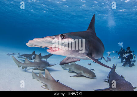 Great Hammerhead shark with nurse sharks, underwater view Stock Photo