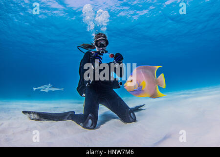 Diver photographing Juvenile Queen Angel fish,  underwater view Stock Photo