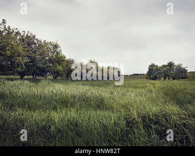 Overcast landscape with long green grasses and row of trees, Hamburg, Germany Stock Photo