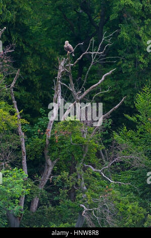 White-tailed eagle (Haliaeetus albicilla) are also known as eagle of the rain, sea grey eagle Stock Photo