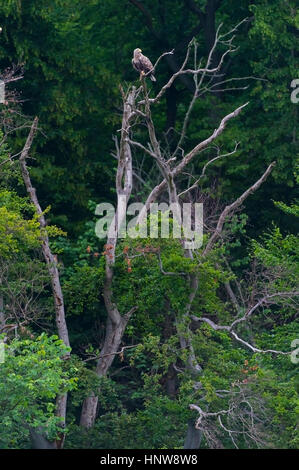 White-tailed eagle (Haliaeetus albicilla) are also known as eagle of the rain, sea grey eagle Stock Photo