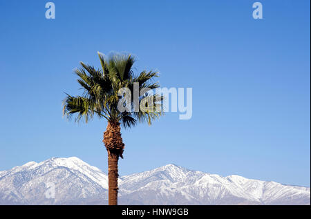 Palm tree and mountains with snow near Palm Springs Stock Photo