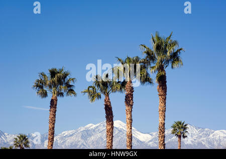 Palm tree and mountains with snow near Palm Springs Stock Photo
