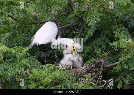 Great Egrets Feeding Nestlings at Smith Oaks Sanctuary, Texas Stock Photo