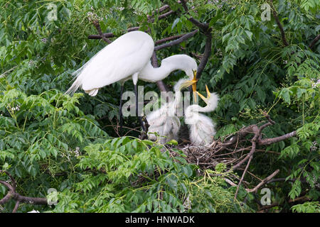 Great Egrets Feeding Nestlings at Smith Oaks Sanctuary, Texas Stock Photo