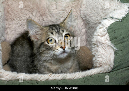 Black tan and cream colored tabby kitten looking surprised laying in a sheep skin bed big yellow green brown eyes wide open