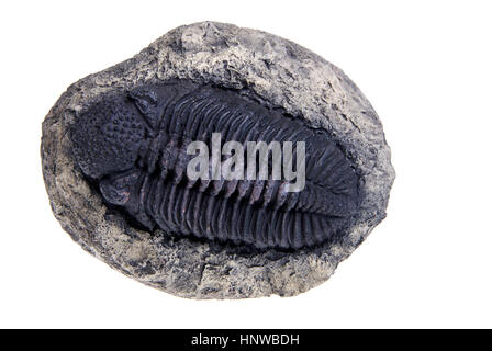 Trilobite fossil replica close up isolated on white background Stock Photo