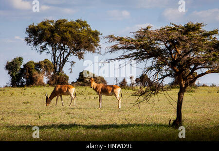 Red Hartebeest (Alcelaphus buselaphus), Nairobi, Nairobi National Park, Kenya. Stock Photo