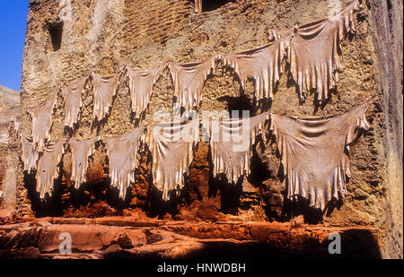 Hung skins for to dry them in the sun,Tannery, Medina, UNESCO World Heritage Site, Fez, Morocco, Africa. Stock Photo