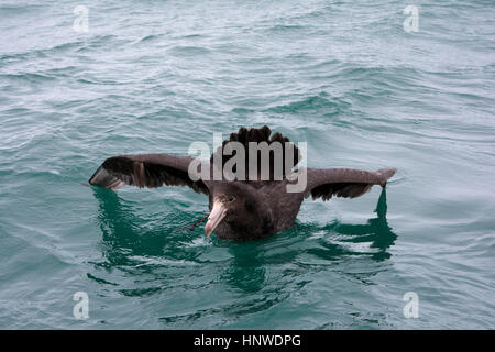 Northern Giant Petrel swimming on the Pacific Ocean near the coastline of Kaikoura in Canterbury in New Zealand. This species has a wingspan up to two Stock Photo