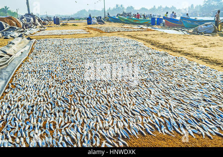 NEGOMBO, SRI LANKA - NOVEMBER 25, 2016: The small fish dries in the sun next to the fishing boats at lagoon, on November 25 in Negombo. Stock Photo