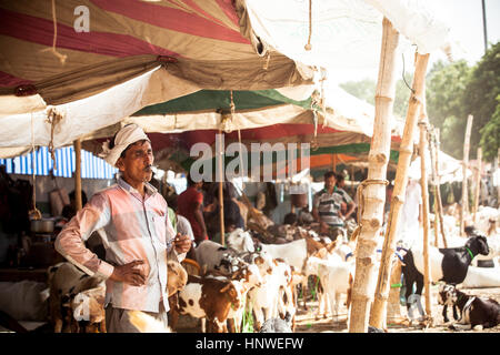 New Delhi, India - September 18, 2014: Men sell cattle on the street of New Delhi, India Stock Photo