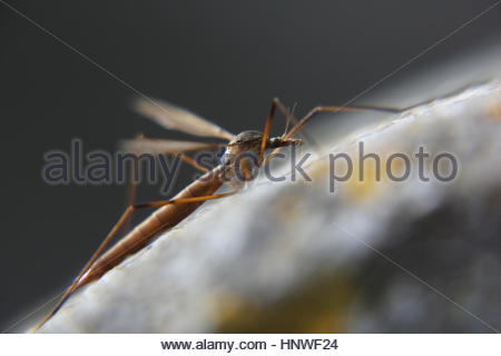 An insect, most likely a crane fly climbs up a gravestone in ireland Stock Photo