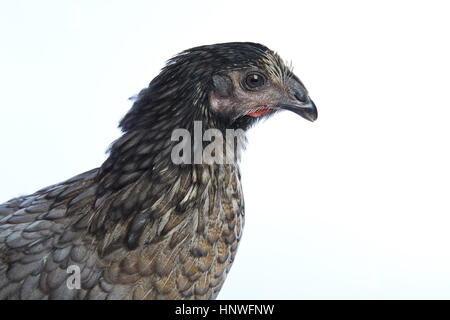 Bigblue Delaware big blue hen biblue dark color on white background Stock Photo