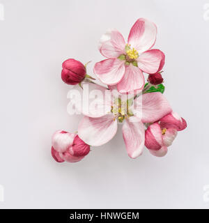 Spring flowers. Apple tree blossom with green leaves on grey background Stock Photo