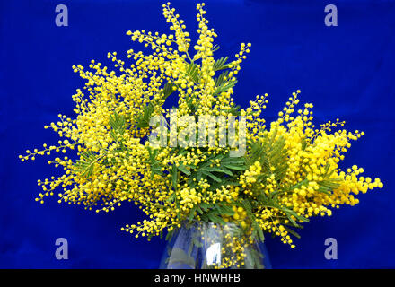 Mimosa flowers on vase Stock Photo
