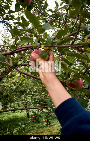 Boy's hand reaching to pick red apple from apple tree Stock Photo