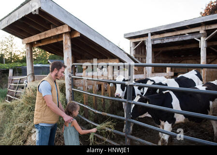 Father and daughter beside cow shed, daughter feeding hay to cow Stock Photo