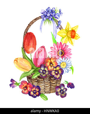 A variety of spring flowers: tulips, pansies, violets, daisy, gerbera, narcissus in wicker basket, design for a card, isolated hand painted watercolor Stock Photo