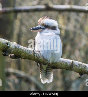 Kookaburra. Stock Photo