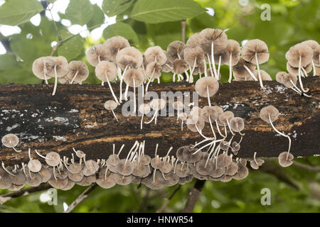 Log with fungus, Sanjay Gandhi National Park, Mumbai. Stock Photo