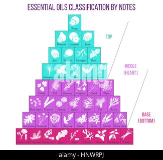 Aromatherapy and essential oils classification infographics. Modern vector line icons set of aromatherapy and essential oils. For cosmetics, massage s Stock Vector