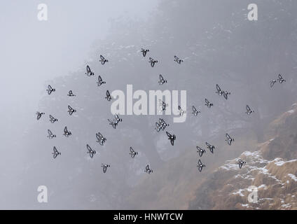 A flock of snow pigeon (Columba leuconota) in flight in Uttarakhand, India Stock Photo