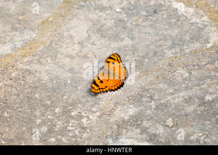Baronet butterfly, Euthalia nais, Barnawapara WLS, Chhattisgarh. Nymphalid butterfly found in South Asia. Stock Photo