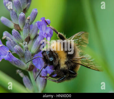 Bumble Bee collecting pollen from the garden flower Stock Photo