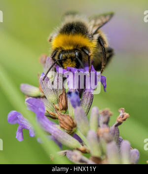 Bumble Bee collecting pollen from the garden flower Stock Photo