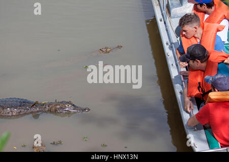 Tourists having a close encounter with Caiman in river in Brazil Stock Photo