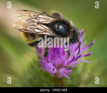 Bumble Bee collecting pollen from the garden flower Stock Photo