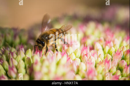 Honey bee hard at work collecting pollen Stock Photo