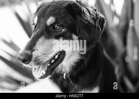 Jas, a loyal German Shepherd MIxed Breed dog on Cat Island, Bahamas, in 1971 Stock Photo