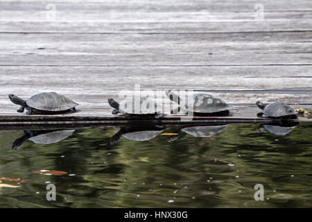 Yellow spotted river turtles basking on floating pier in Brazil Stock Photo