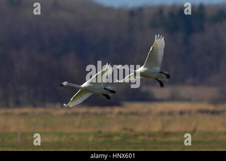 Two tundra swans (Cygnus columbianus) / Bewick's swans (Cygnus bewickii) landing in grassland in spring Stock Photo