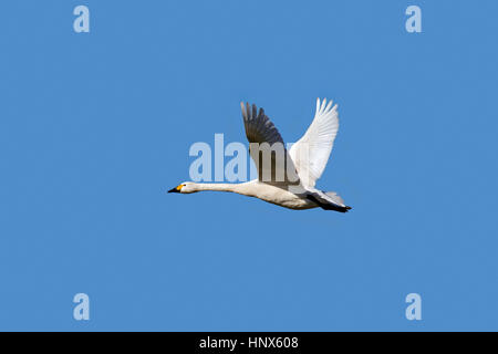 Tundra swan (Cygnus columbianus) / Bewick's swan (Cygnus bewickii) in flight against blue sky Stock Photo