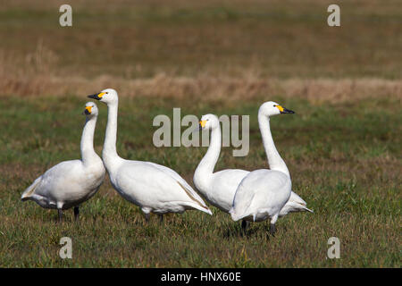 Tundra swans (Cygnus columbianus) / Bewick's swans (Cygnus bewickii) flock foraging in meadow in spring Stock Photo