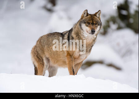 Gray wolf (Canis lupus), Bavarian Forest National Park, Bavaria, Germany Stock Photo