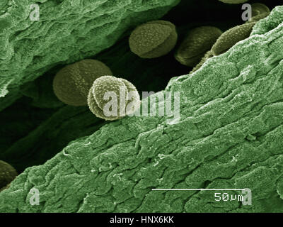 Scanning electron micrograph of pollen from an enemion flower Stock Photo