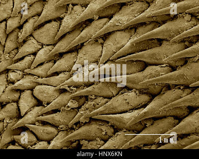 Scanning electron micrograph of the tongue of a house cat Stock Photo