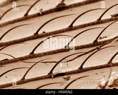 Scanning electron micrograph of the wing of a mantisfly, Mantispidae Stock Photo