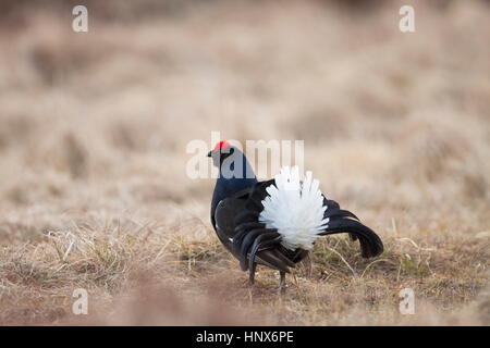Male black grouse (Lyrurus tetrix) displaying white plumage at a lek