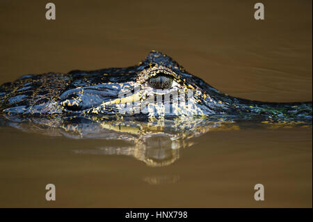 Close up of yacare caiman (Caiman crocodylus yacare) in Cuiaba river, Pantanal, Mato Grosso, Brazil Stock Photo
