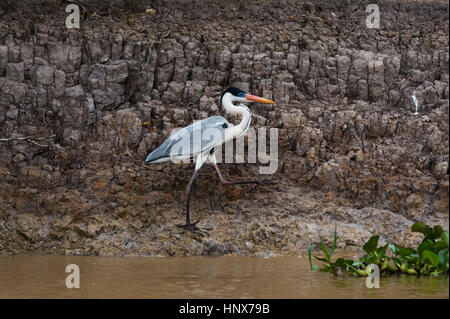 Cocoi Heron (Ardea cocoi) on muddy riverbank, Pantanal, Mato Grosso, Brazil Stock Photo