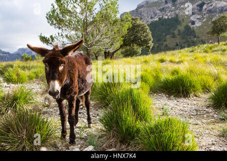 Catalan donkey in the La Tramuntana mountain range, Majorca, Spain Stock Photo